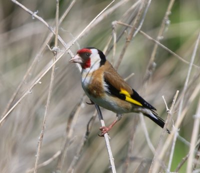 Putter - European Goldfinch