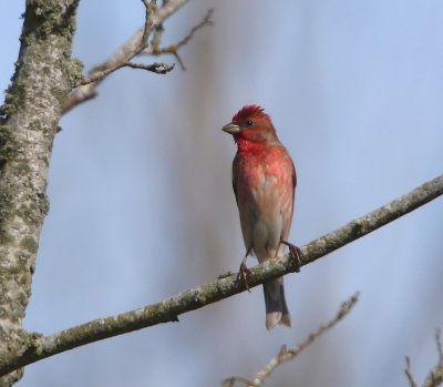 Roodmus - Coomon Rosefinch