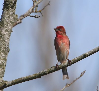 Roodmus - Coomon Rosefinch