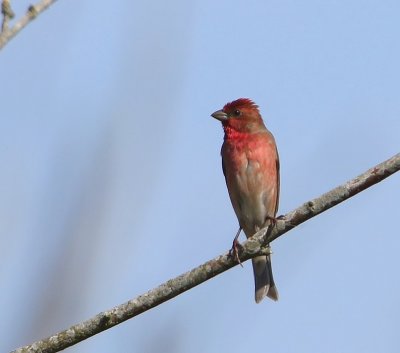 Roodmus - Coomon Rosefinch