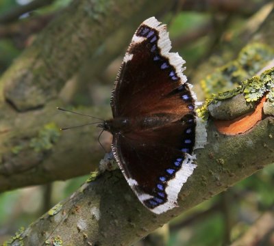 Rouwmantel - Camberwell Beauty