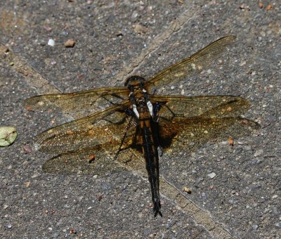 Tweevlek - Two-spotted Dragonfly