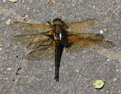 Tweevlek - Two-spotted Dragonfly