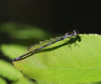 Variabele Waterjuffer - Variable Bluet