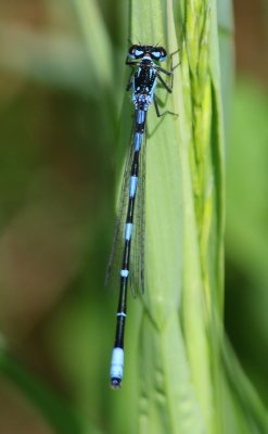 Variabele Waterjuffer - Variable Bluet