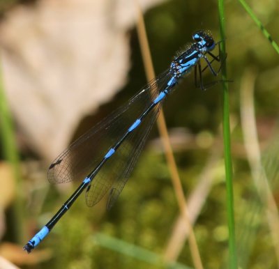 Variabele Waterjuffer - Variable Bluet