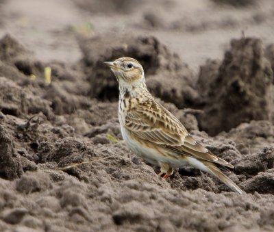Veldleeuwerik - Eurasian Skylark