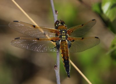 Viervlek - Four-spotted Chaser