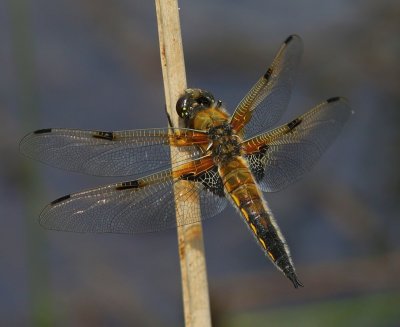 Viervlek - Four-spotted Chaser