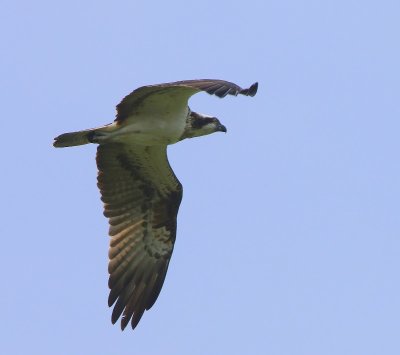 Visarend - Osprey