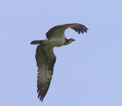 Visarend - Osprey