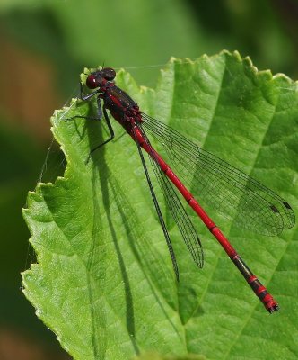 Vuurjuffer - Large Red Damselfly
