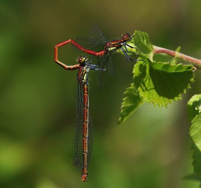 Vuurjuffers - Large Red Damselflies