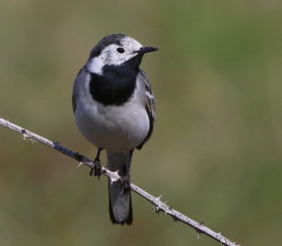 Witte Kwikstaart - White Wagtail