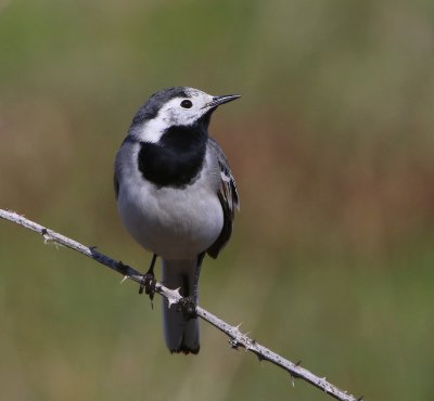 Witte Kwikstaart - White Wagtail