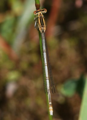 Blauwe Breedscheenjuffer - Blue Featherleg