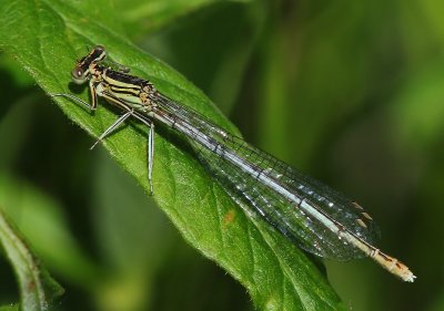 Blauwe Breedscheenjuffer - Blue Featherleg