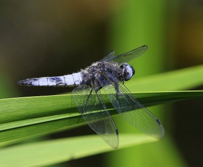 Bruine Korenbout - Scarce Chaser