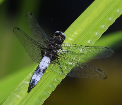 Bruine Korenbout - Scarce Chaser