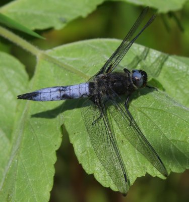 Bruine Korenbout - Scarce Chaser