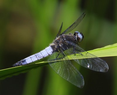 Bruine Korenbout - Scarce Chaser