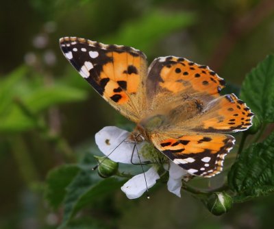 Distelvlinder - Painted Lady
