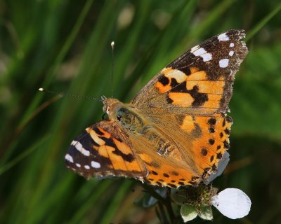 Distelvlinder - Painted Lady