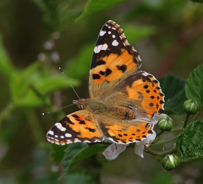 Distelvlinder - Painted Lady