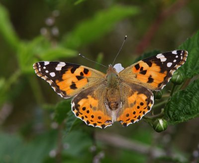 Distelvlinder - Painted Lady