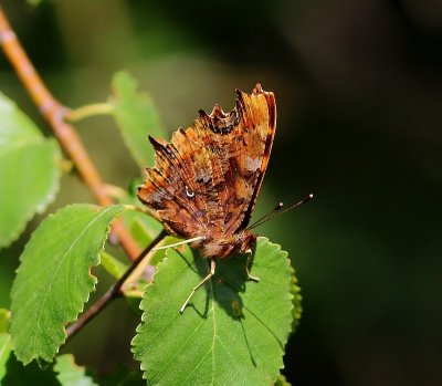 Gehakkelde Aurelia - Comma Butterfly