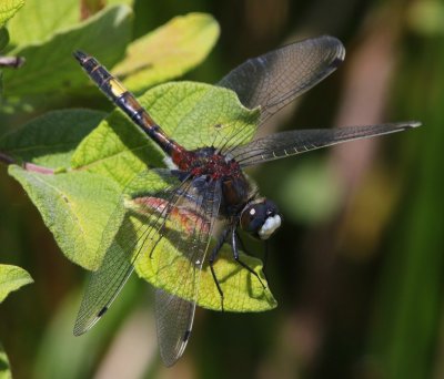 Gevlekte Witsnuitlibel - Large White-faced Darter