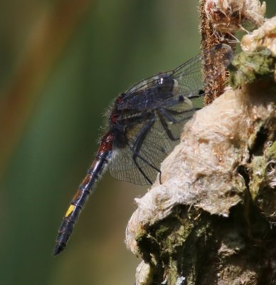 Gevlekte Witsnuitlibel - Large White-faced Darter