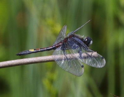 Gevlekte Witsnuitlibel - Large White-faced Darter
