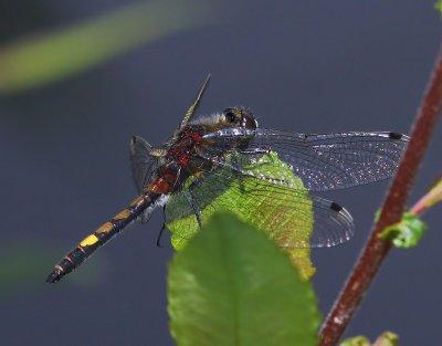 Gevlekte Witsnuitlibel - Large White-faced Darter