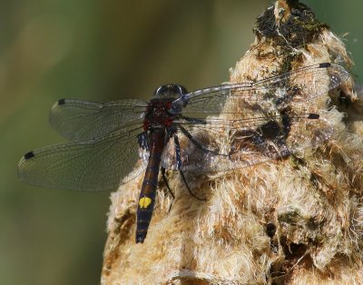 Gevlekte Witsnuitlibel - Large White-faced Darter