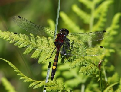 Gevlekte Witsnuitlibel - Large White-faced Darter