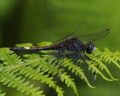Gevlekte Witsnuitlibel - Large White-faced Darter