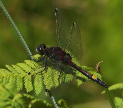 Gevlekte Witsnuitlibel - Large White-faced Darter