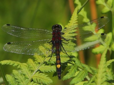 Gevlekte Witsnuitlibel - Large White-faced Darter