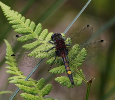 Gevlekte Witsnuitlibel - Large White-faced Darter