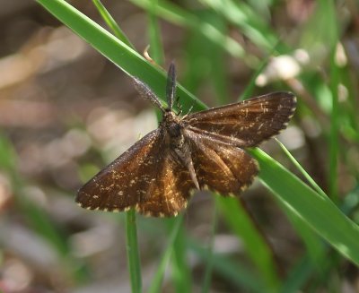 Gewone Heispanner - Common Heath
