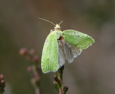 Groene Eikenbladroller - Green Oak Tortrix