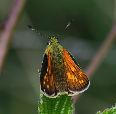 Groot Dikkopje - Large Skipper