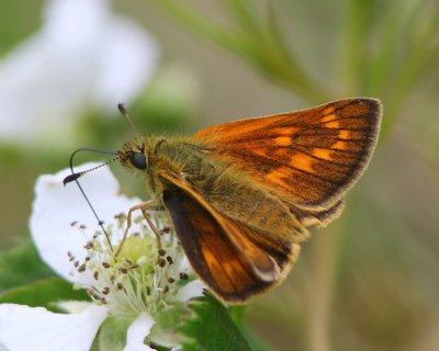 Groot Dikkopje - Large Skipper