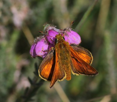 Groot Dikkopje - Large Skipper
