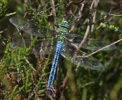 Grote Keizerlibel - Blue Emperor