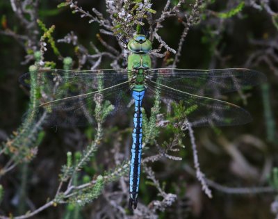 Grote Keizerlibel - Blue Emperor