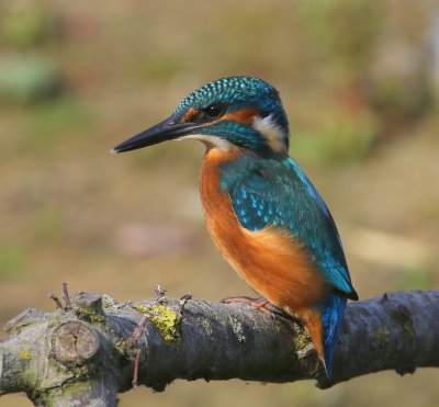 IJsvogel - Common Kingfisher