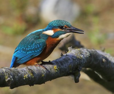 IJsvogel - Common Kingfisher