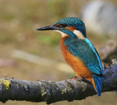 IJsvogel - Common Kingfisher